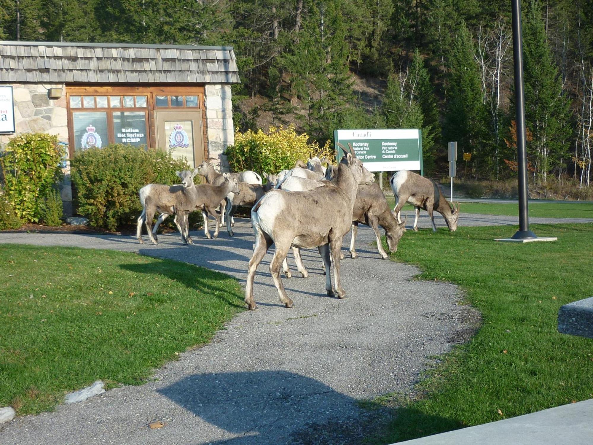 Motel Bavaria Radium Hot Springs Esterno foto